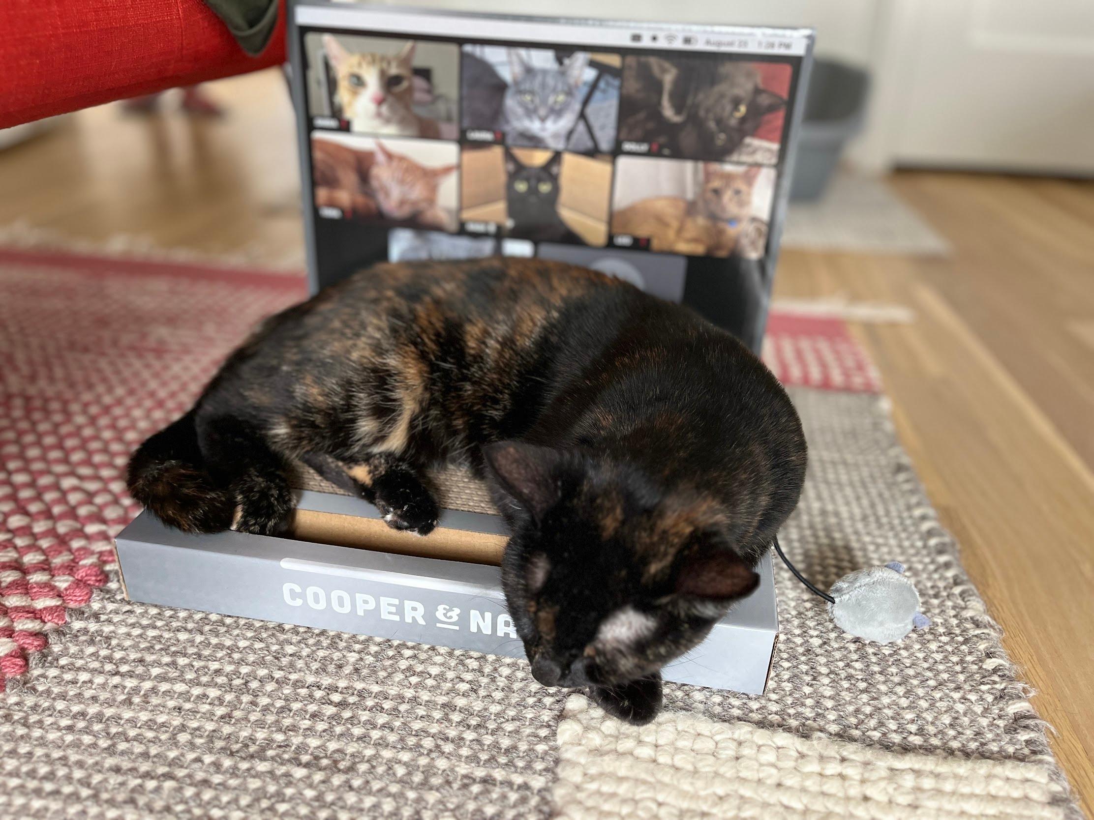 Enlarge Slice, an adopted Domestic Short Hair in Seattle, WA image 4/5