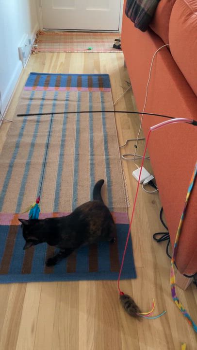 Enlarge Slice, an adopted Domestic Short Hair in Seattle, WA video 5/5