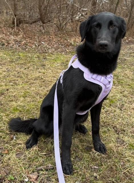 Coffee, Adoptable, Young Female Labrador Retriever.