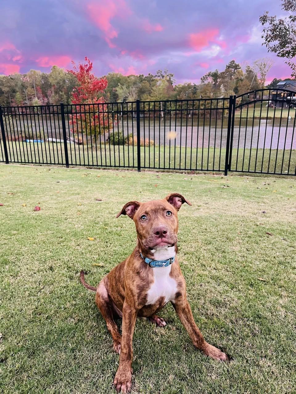 Sierra, Adopted, Young Female Terrier.