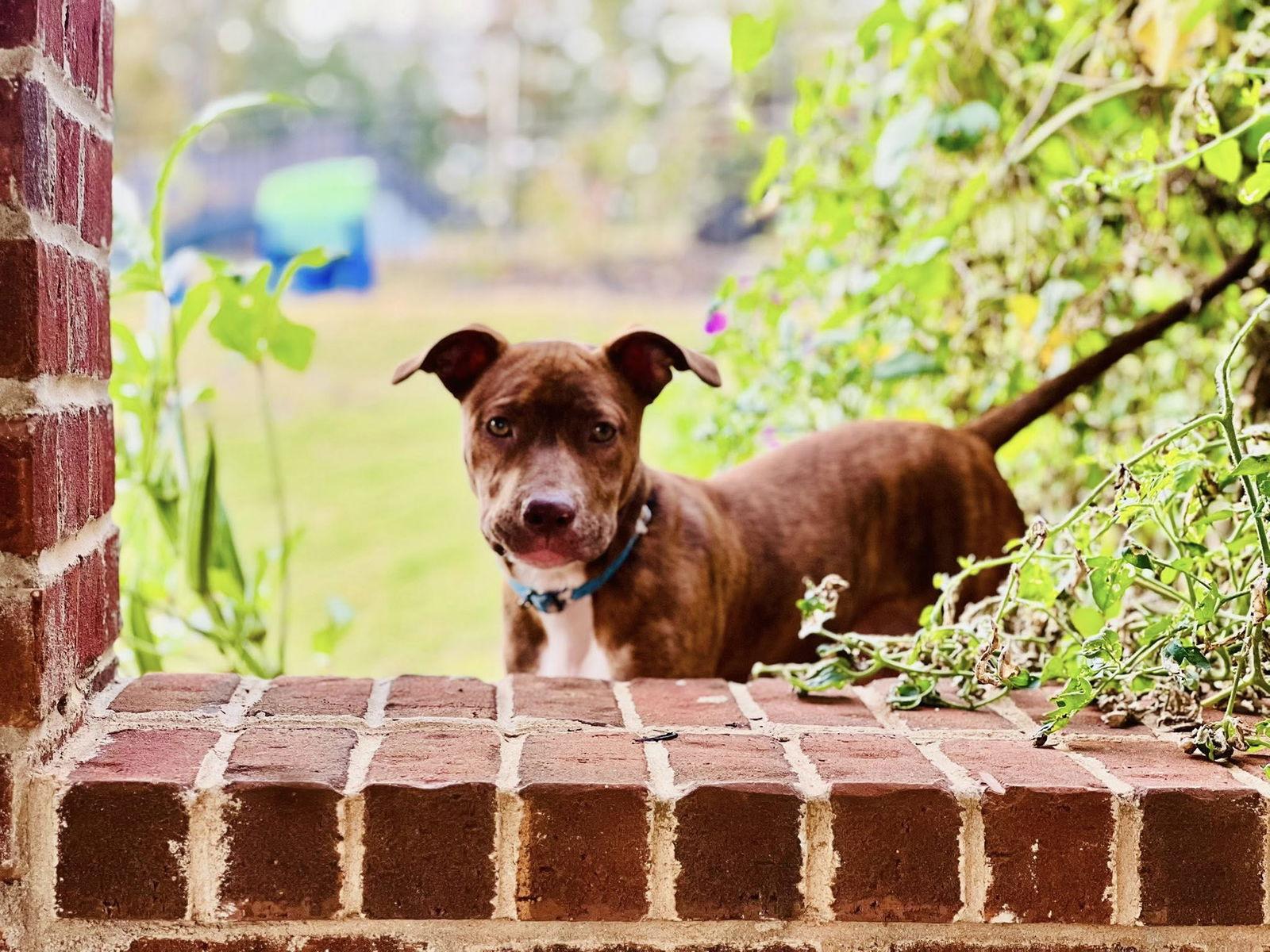Enlarge Sierra, a Adopted Terrier in Greenville, SC image 2/3