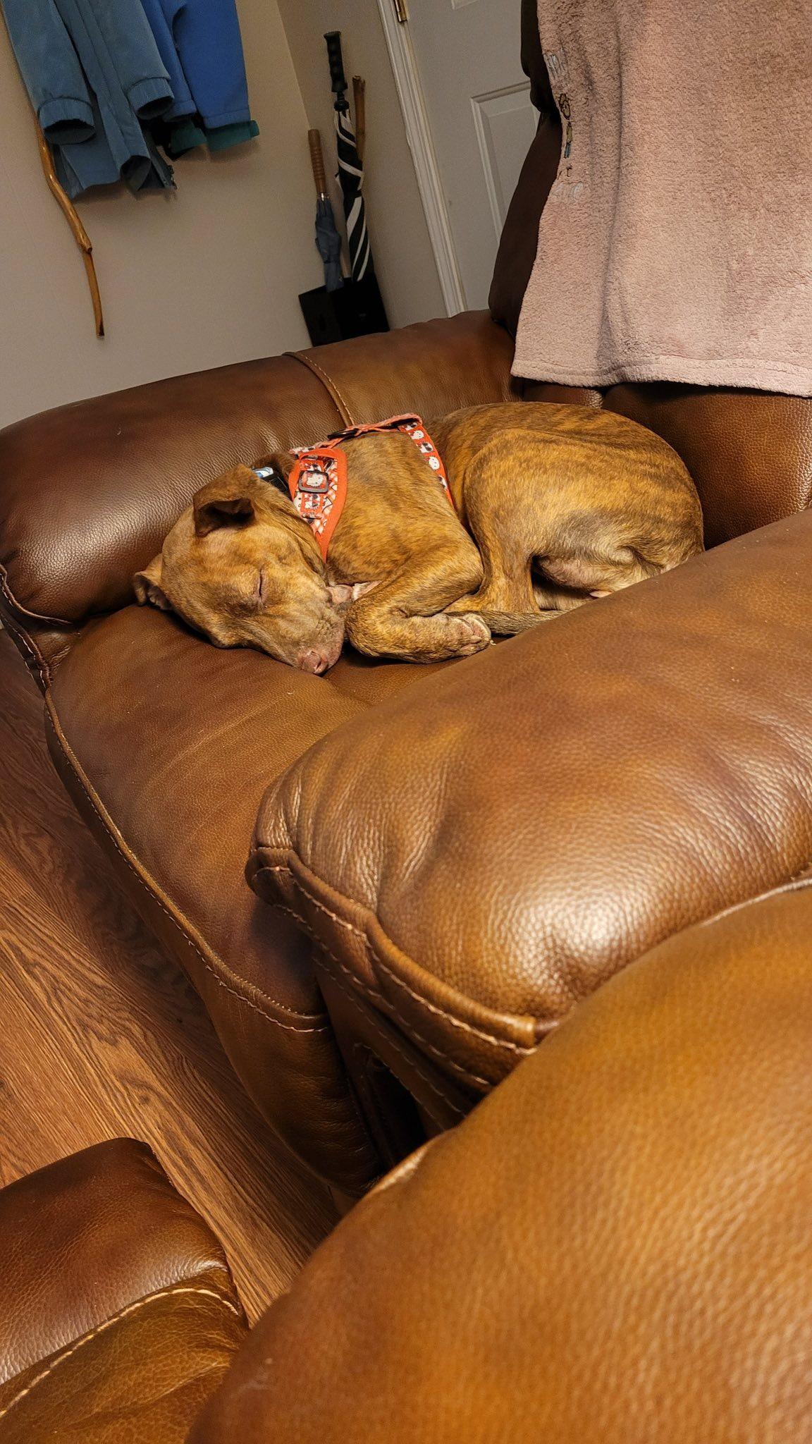 Enlarge Sierra, a Adopted Terrier in Greenville, SC image 3/3