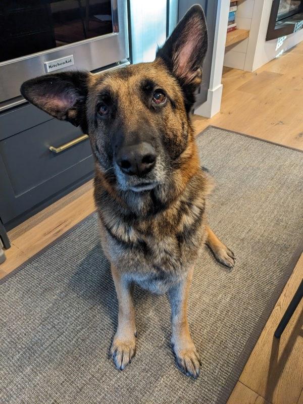 *Alexia*, Adoptable, Senior Female German Shepherd Dog.