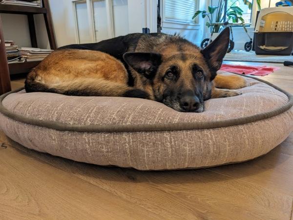 Enlarge *Alexia*, a Adoptable mixed breed in Salt Lake City, UT image 3/6