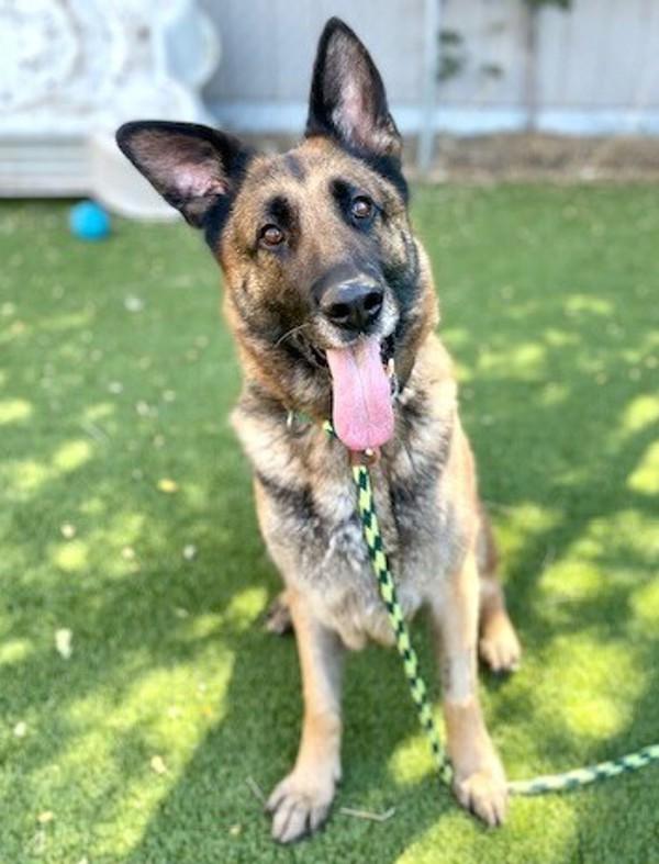 Enlarge *Alexia*, a Adoptable mixed breed in Salt Lake City, UT image 5/6