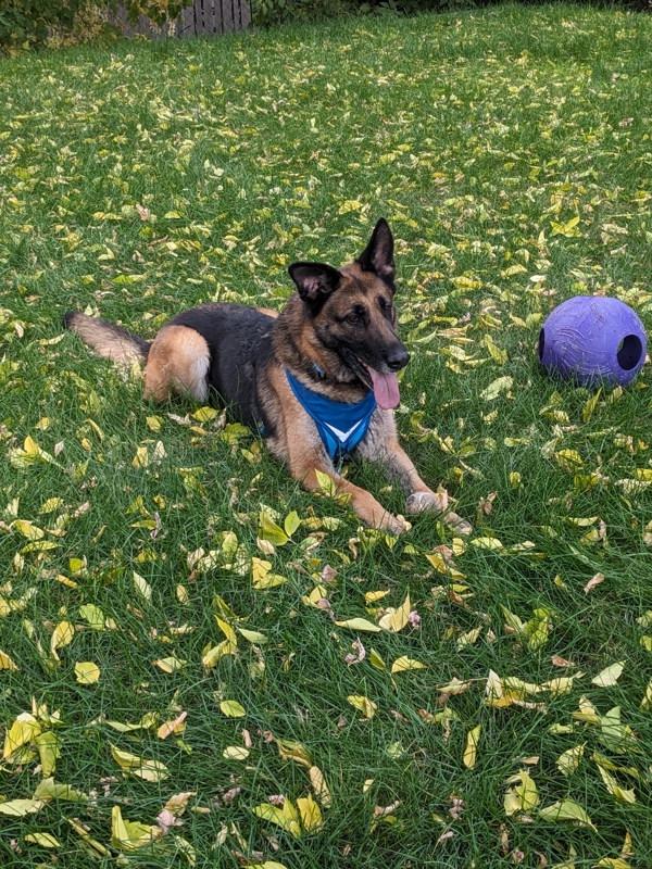 Enlarge *Alexia*, a Adoptable mixed breed in Salt Lake City, UT image 6/6