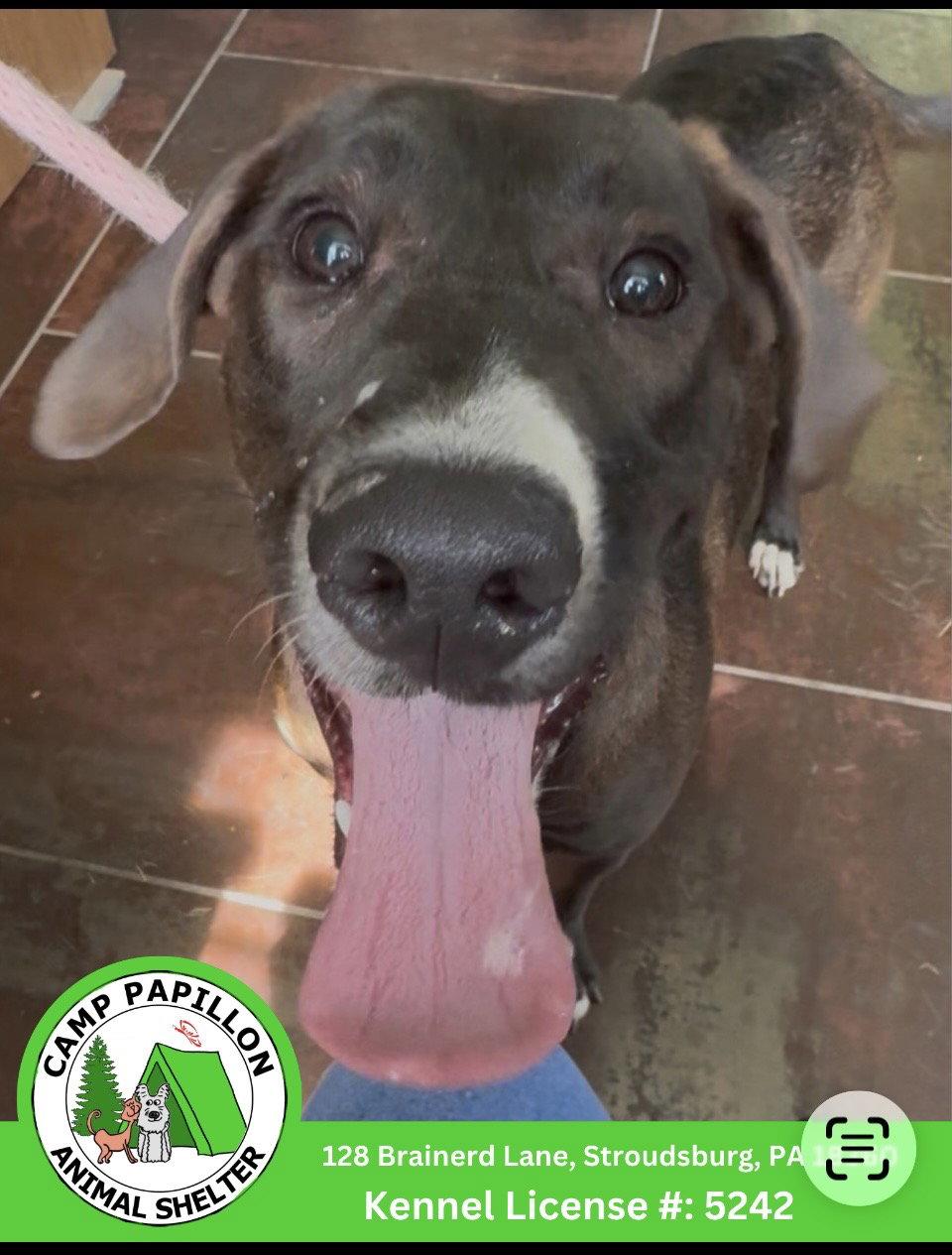 Enlarge Nugget, a Adoptable Labrador Retriever in Stroudsburg, PA image 1/1