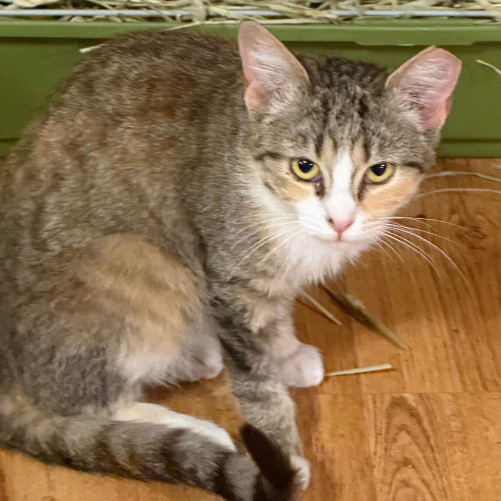 Lianna, Adoptable, Young Female Domestic Short Hair.