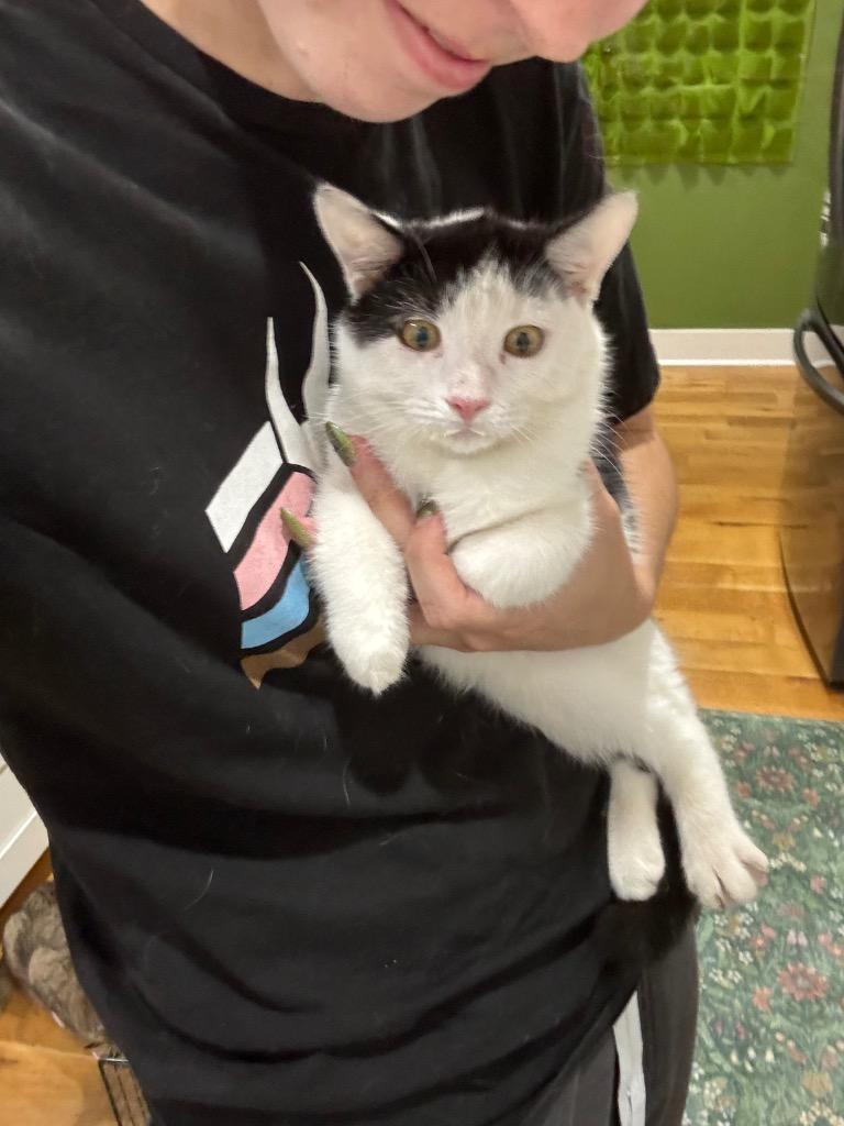 Nigella, Adoptable, Kitten Female Domestic Short Hair.