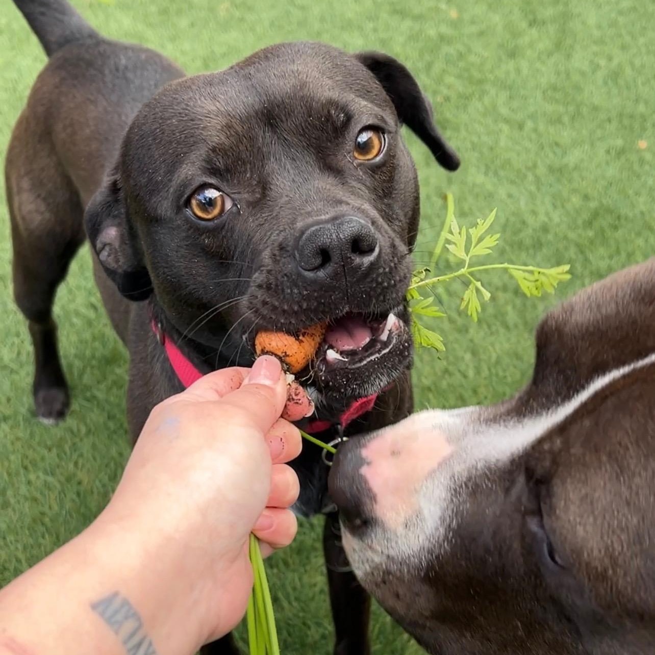 Theo, a Adoptable mixed breed in Riverside, CA image 4/6