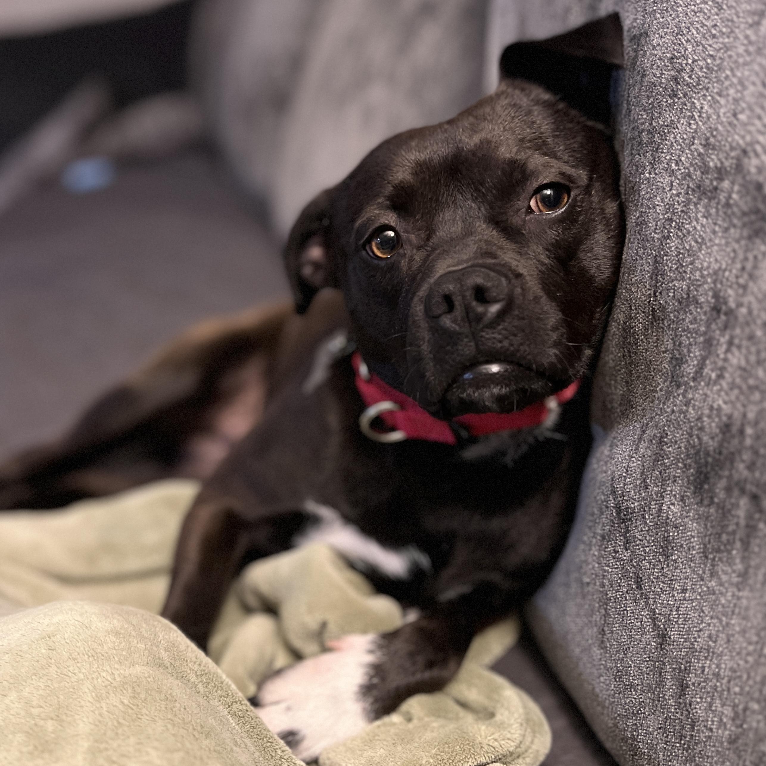 Theo, a Adoptable mixed breed in Riverside, CA image 6/6