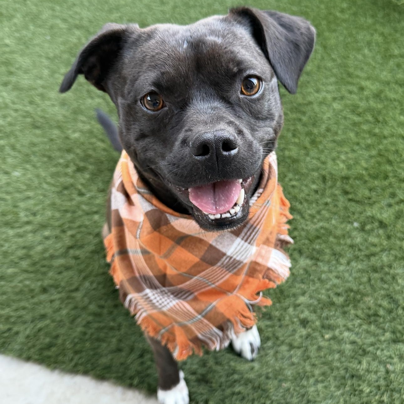 Theo, a Adoptable mixed breed in Riverside, CA image 2/6