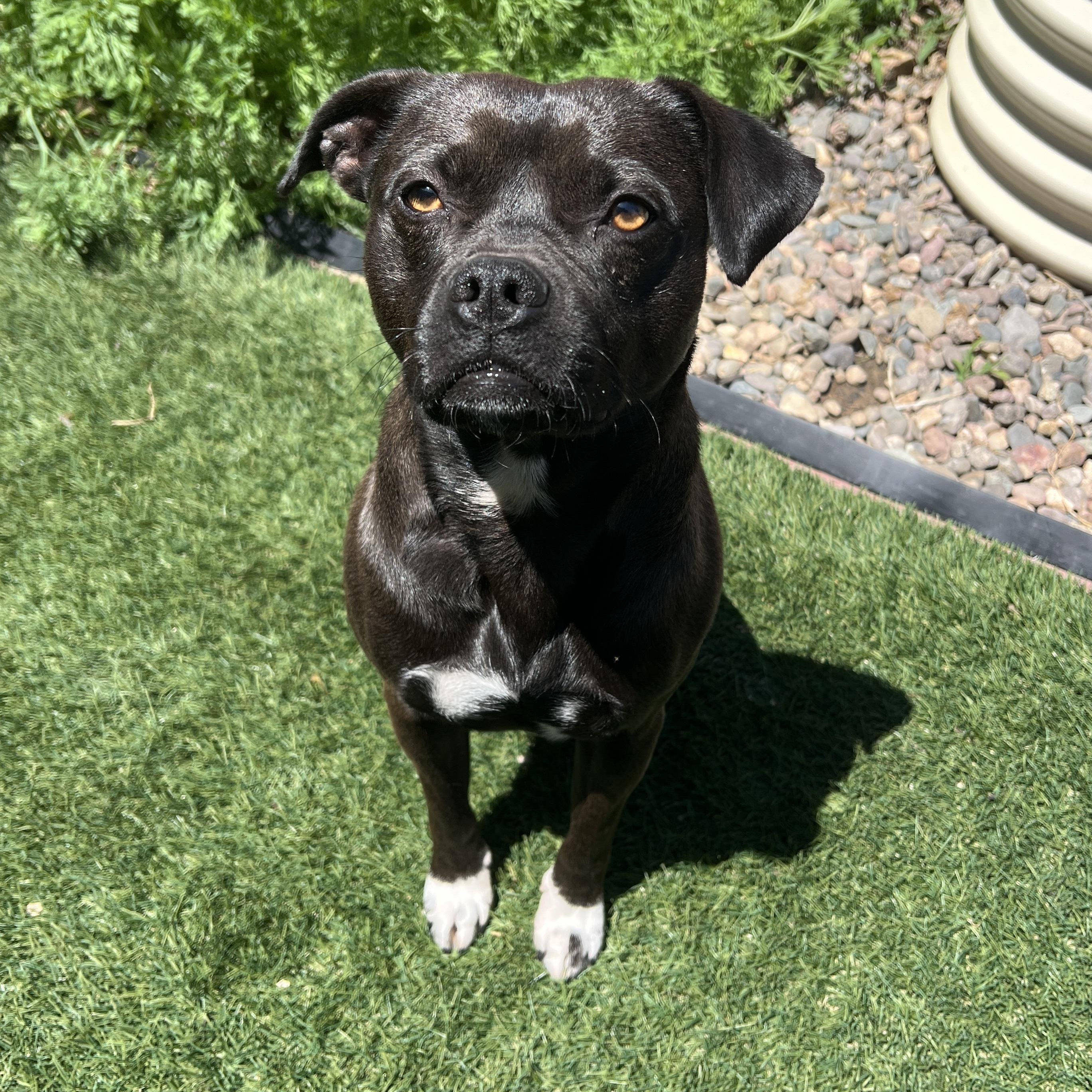 Theo, a Adoptable mixed breed in Riverside, CA image 1/6