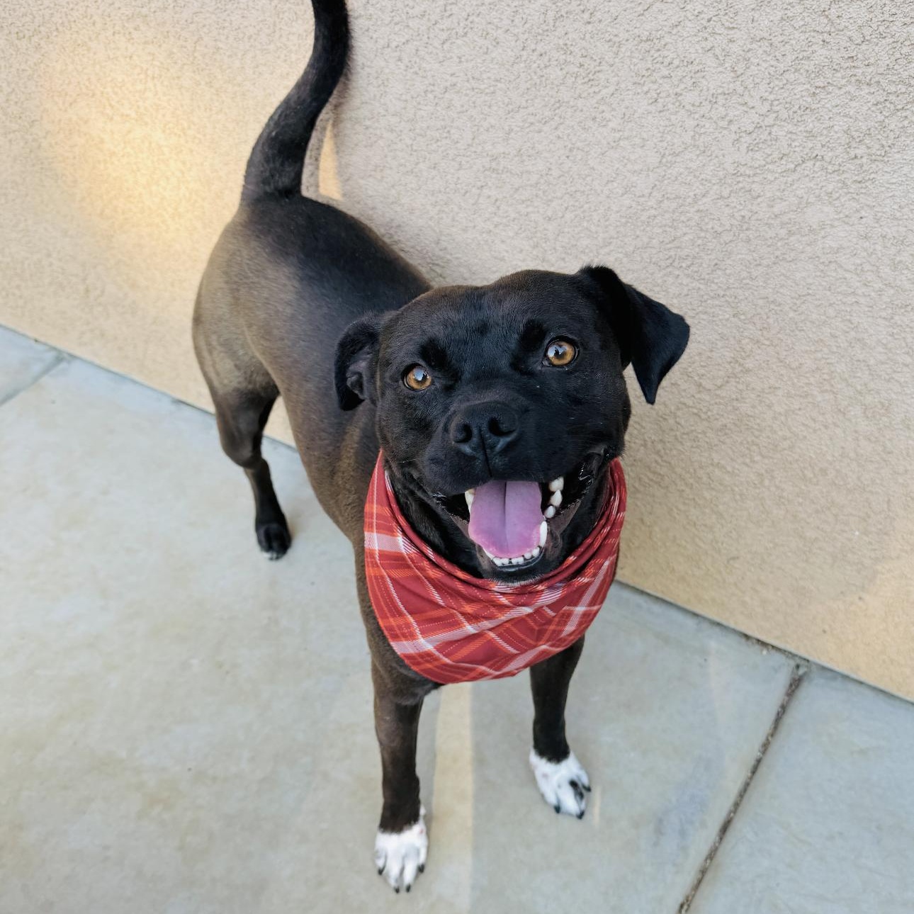 Theo, a Adoptable mixed breed in Riverside, CA image 3/6