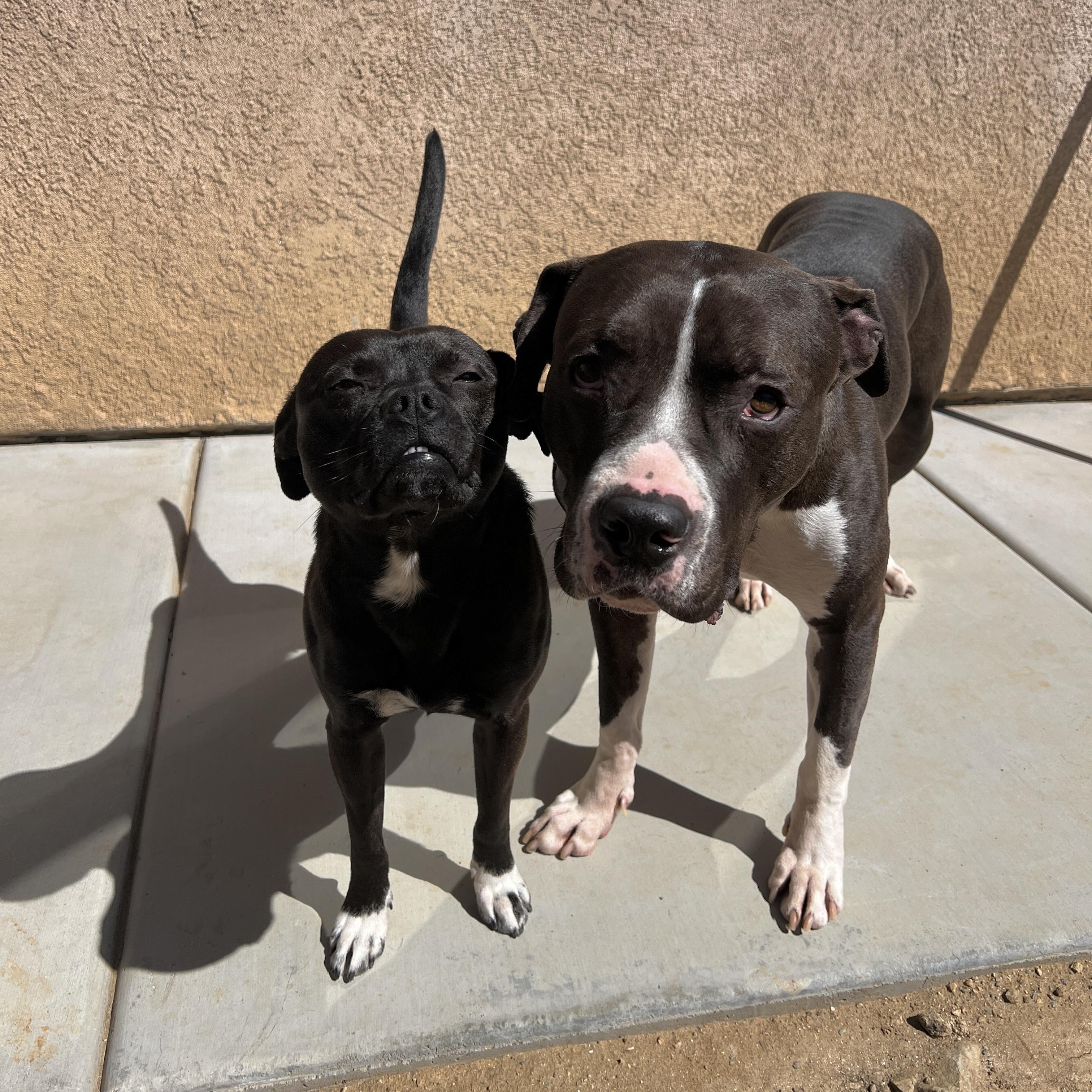 Theo, a Adoptable mixed breed in Riverside, CA image 5/6