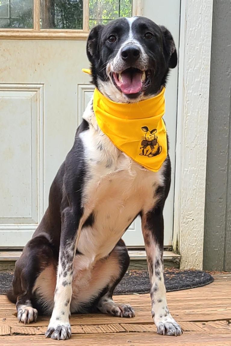 Stevie, Adoptable, Adult Female Border Collie.