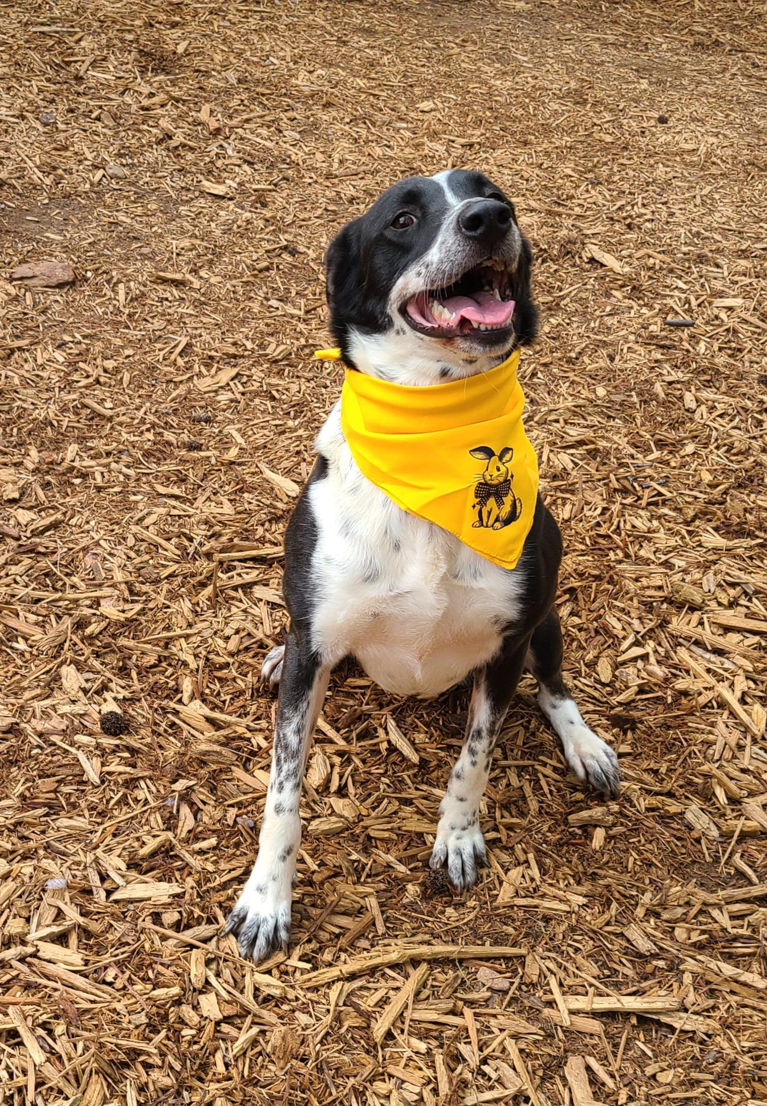 Enlarge Stevie, a Adoptable mixed breed in Roanoke, AL image 2/6