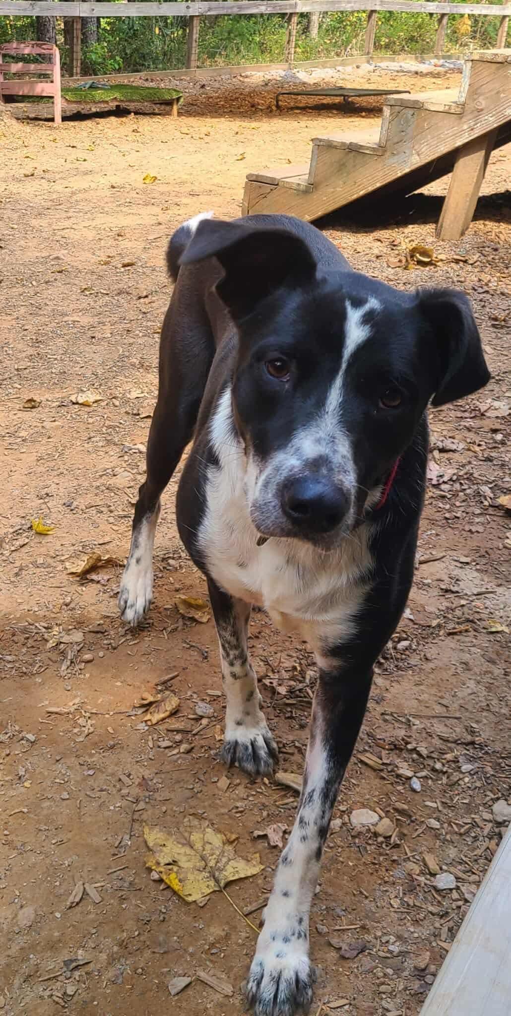 Enlarge Stevie, a Adoptable mixed breed in Roanoke, AL image 2/6