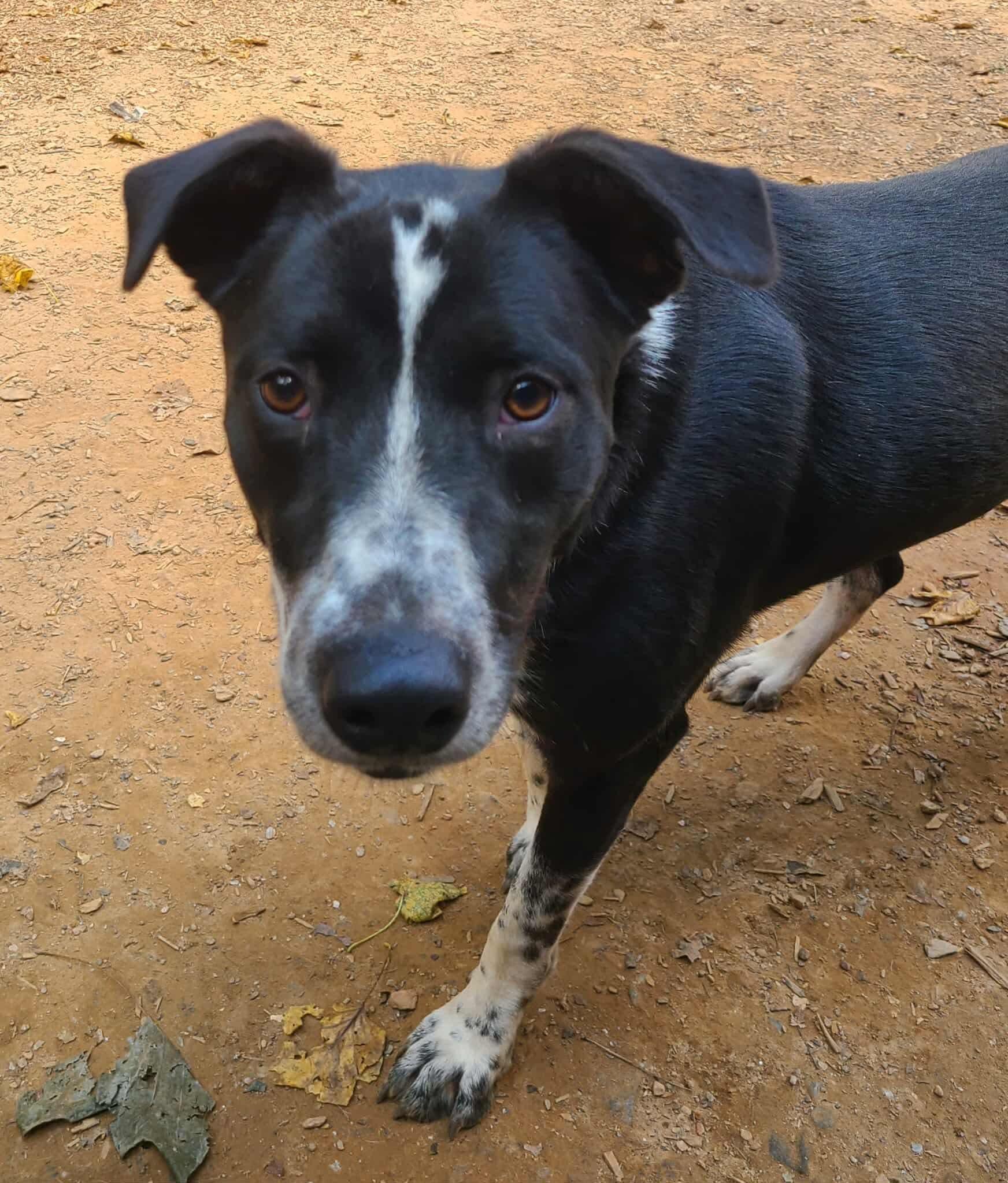 Enlarge Stevie, a Adoptable mixed breed in Roanoke, AL image 3/6