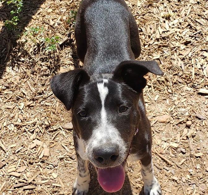 Enlarge Stevie, a Adoptable Border Collie in Roanoke, AL image 1/1