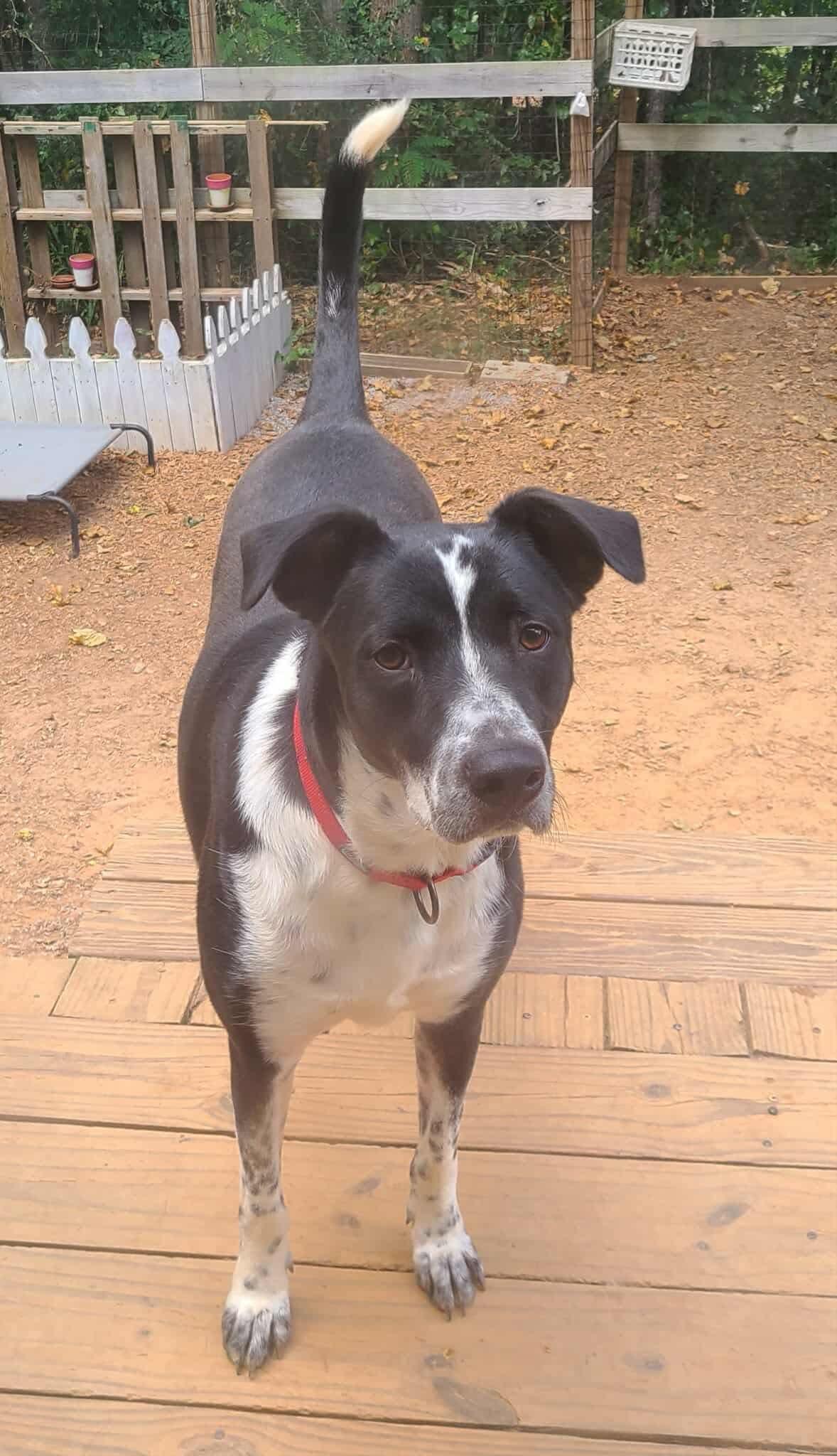 Stevie, a Adoptable mixed breed in Roanoke, AL image 4/6