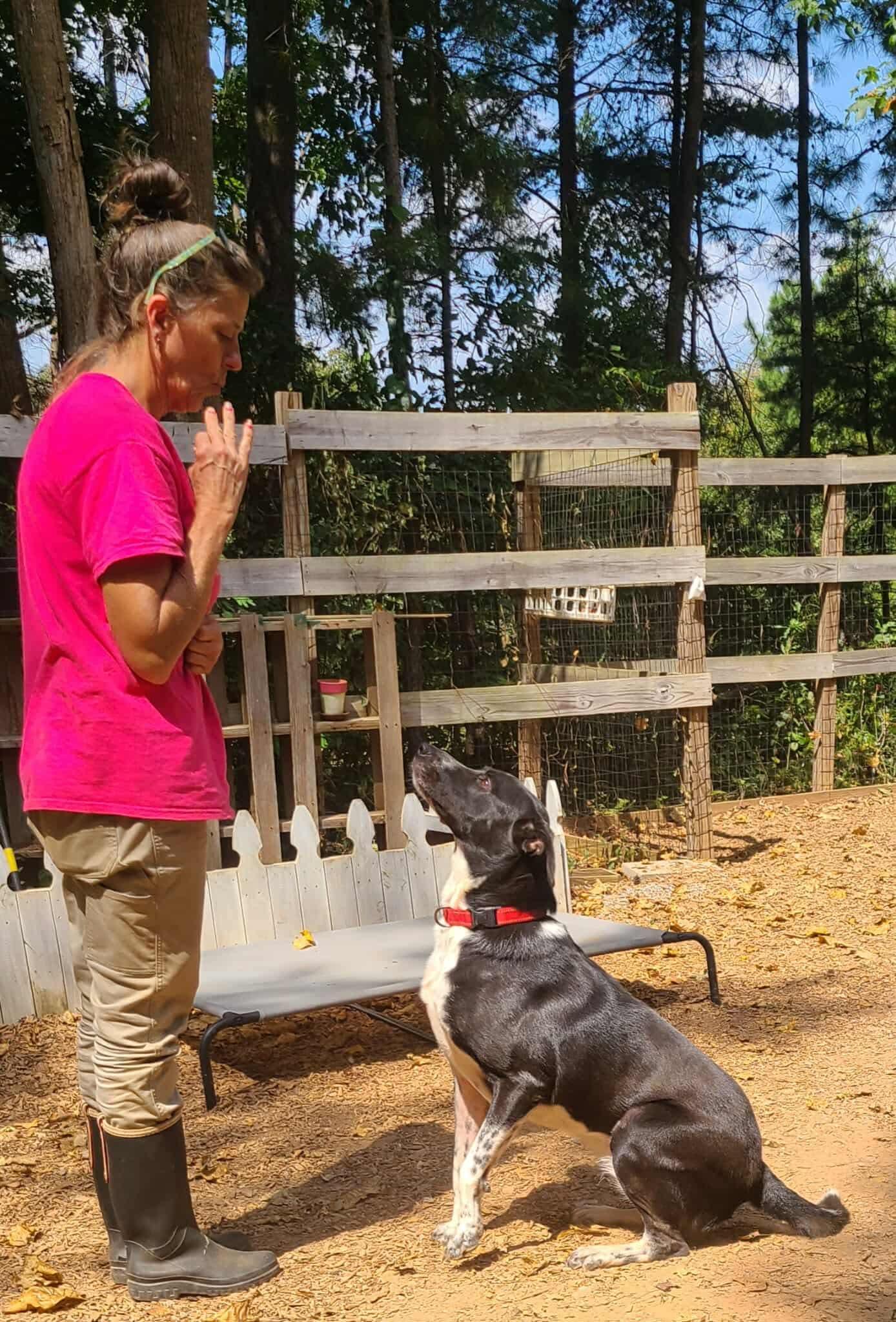 Stevie, a Adoptable mixed breed in Roanoke, AL image 5/6