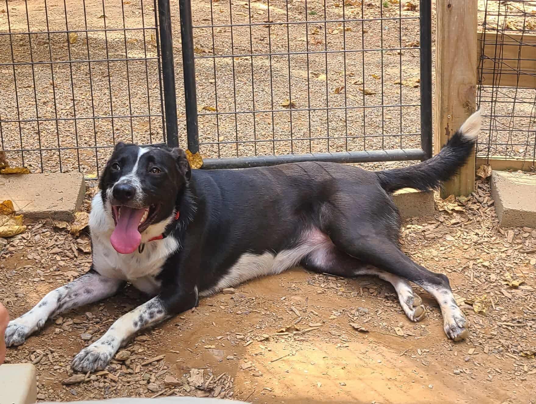 Enlarge Stevie, a Adoptable mixed breed in Roanoke, AL image 4/6