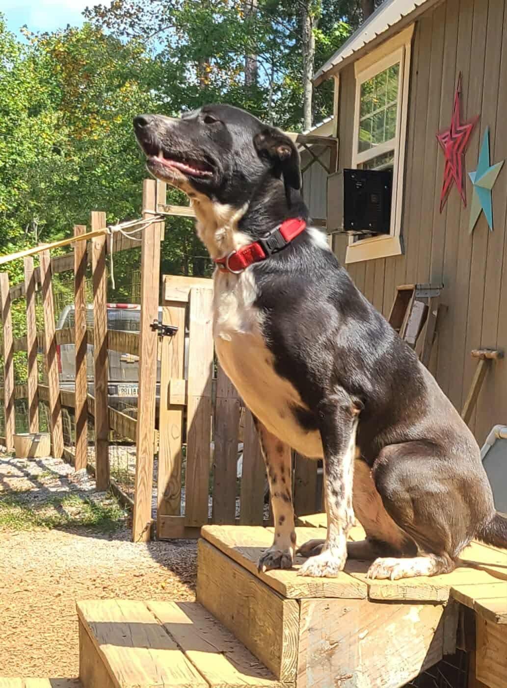 Enlarge Stevie, a Adoptable mixed breed in Roanoke, AL image 5/6