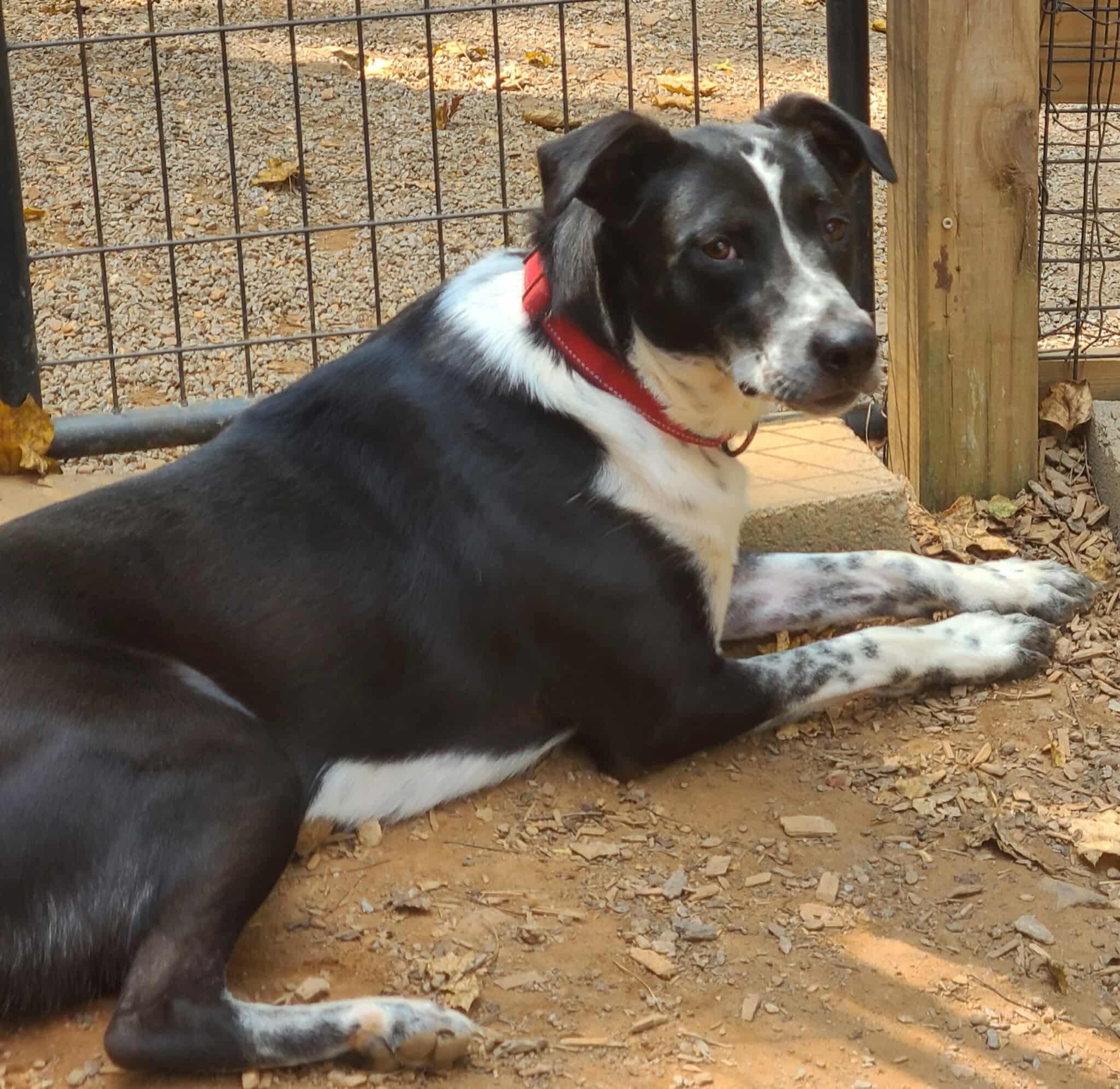 Enlarge Stevie, a Adoptable mixed breed in Roanoke, AL image 1/6