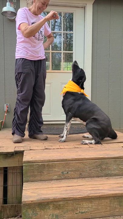 Enlarge Stevie, a Adoptable mixed breed in Roanoke, AL video 4/6