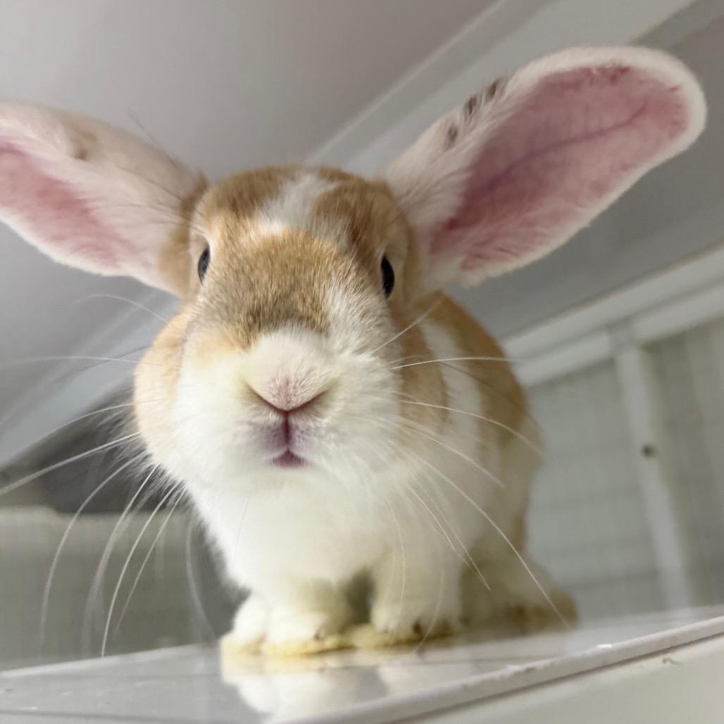 Casey, Adoptable, Young Male Lop Eared & Lop Eared.