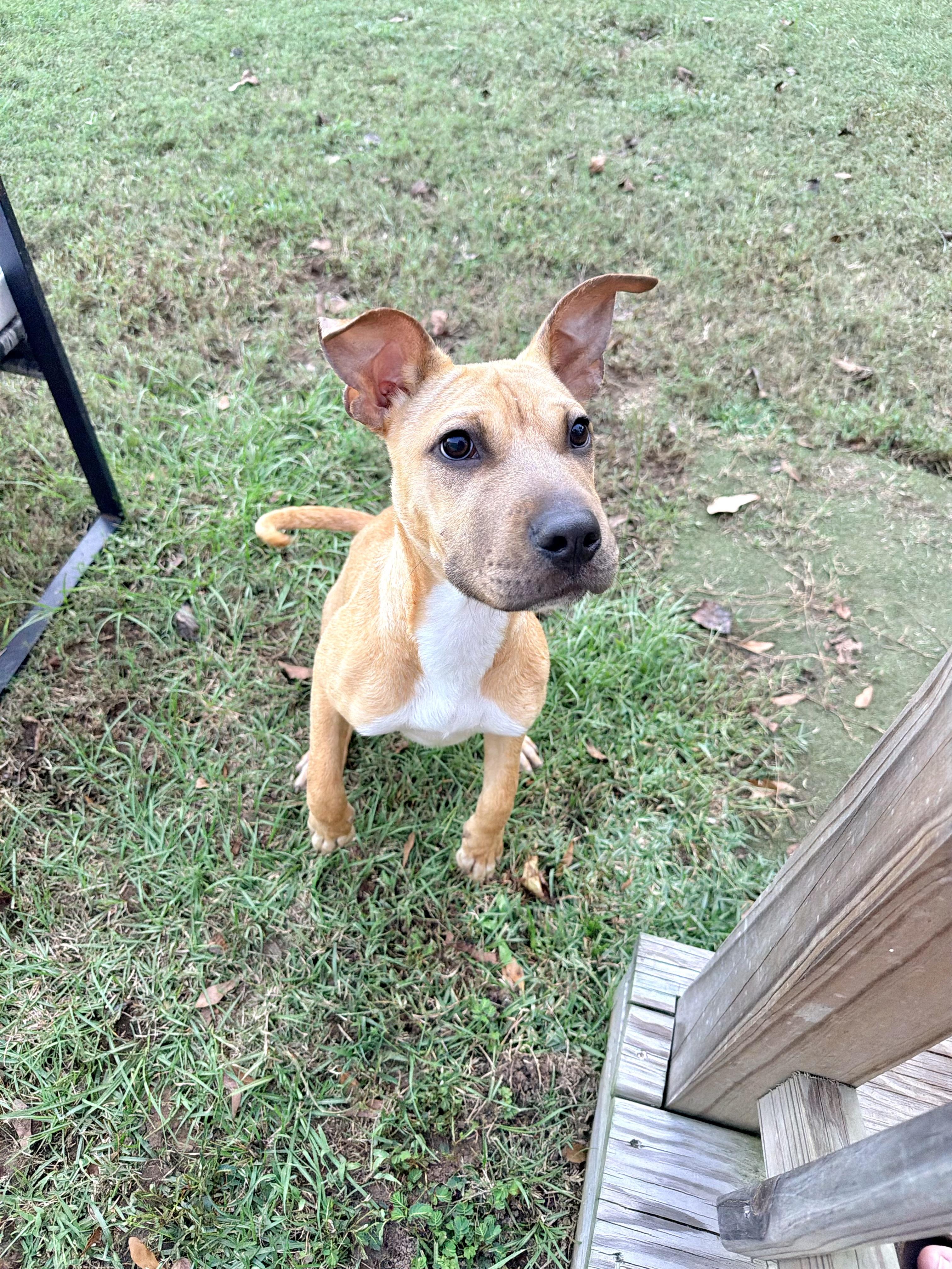 Enlarge Daphne, a Adoptable mixed breed in Vanceboro , NC image 2/4