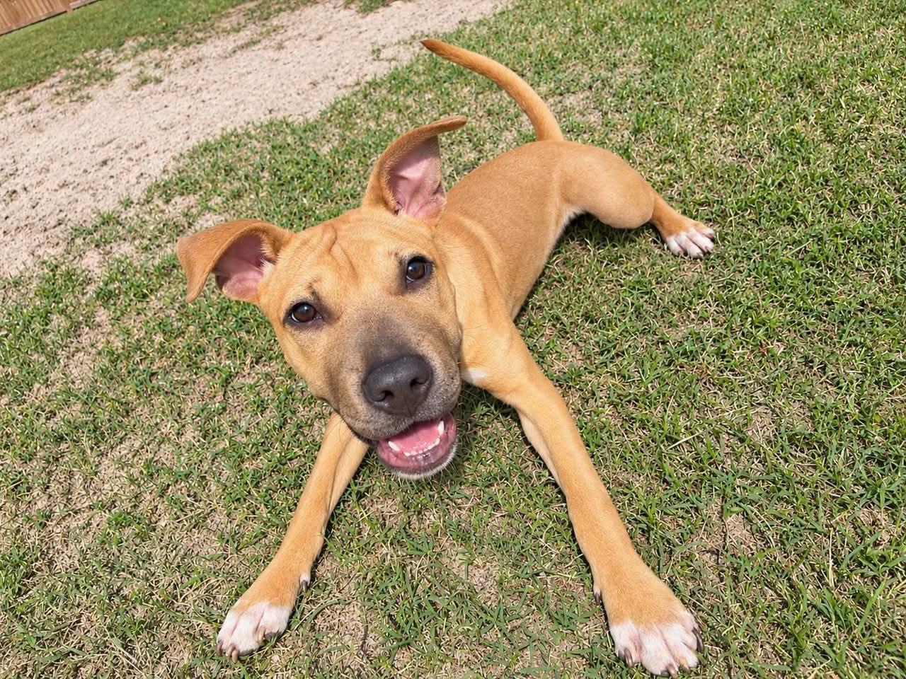 Enlarge Daphne, a Adoptable mixed breed in Vanceboro , NC image 1/4