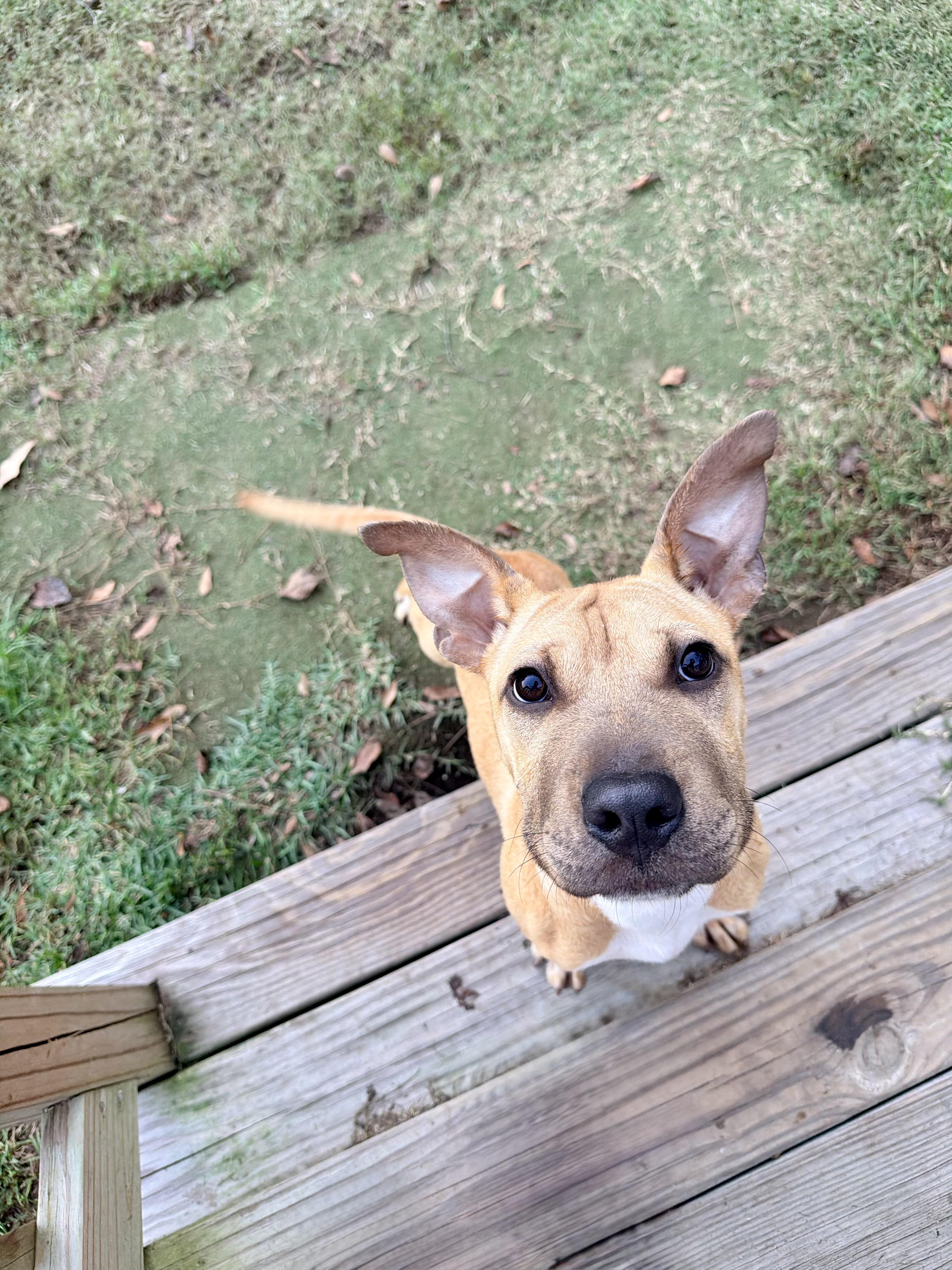 Enlarge Daphne, a Adoptable mixed breed in Vanceboro , NC image 3/4