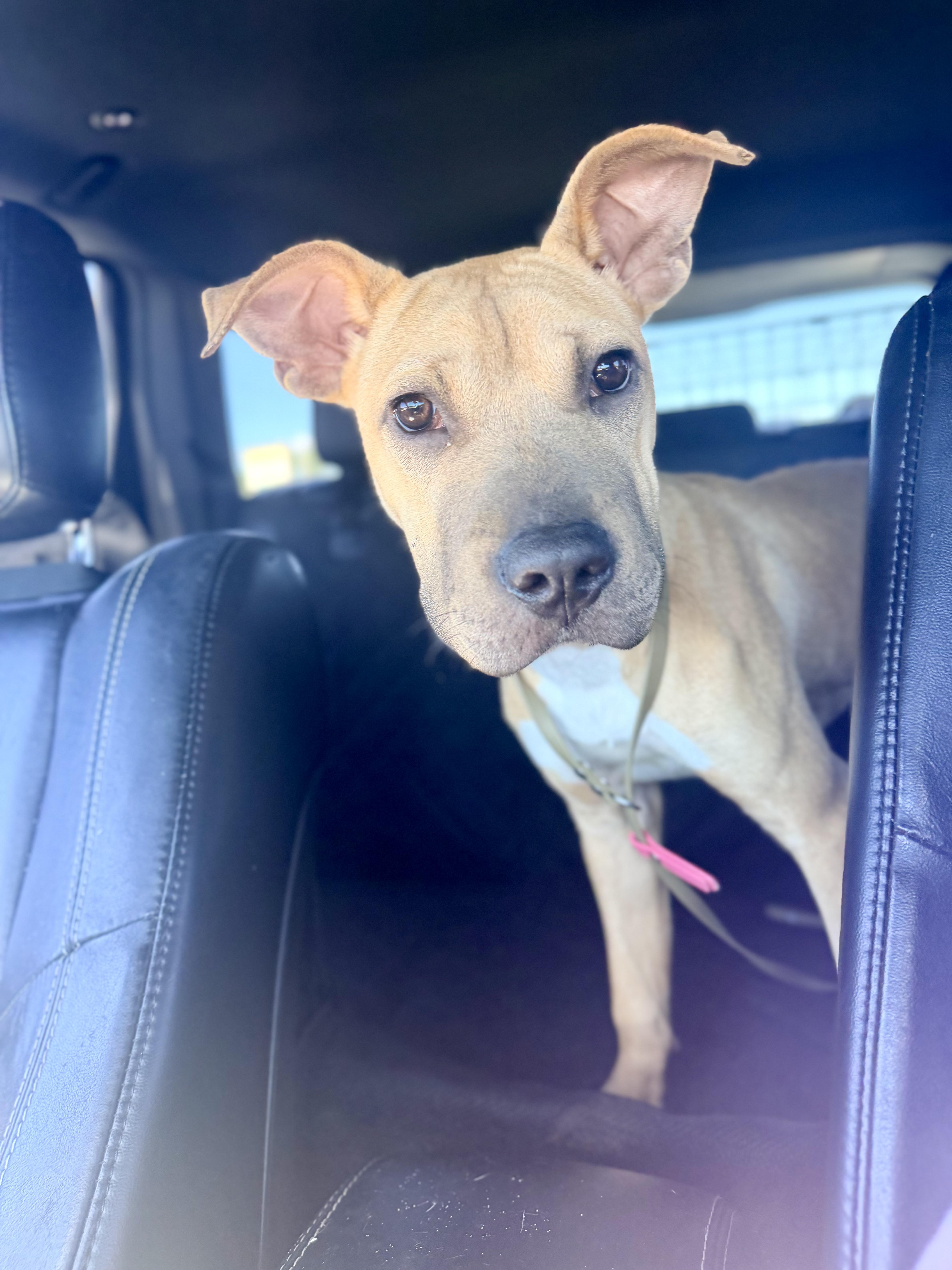 Enlarge Daphne, a Adoptable mixed breed in Vanceboro , NC image 4/4