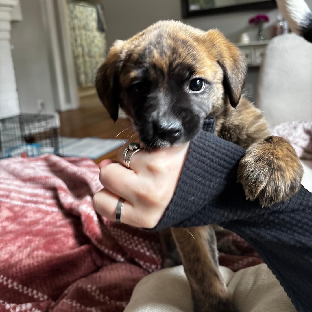 Enlarge Bindi, a ADOPTABLE mixed breed in Colonial Heights, VA image 2/2