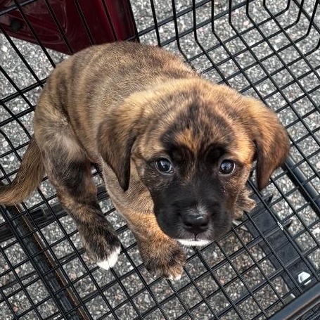 Enlarge Bindi, a ADOPTABLE mixed breed in Colonial Heights, VA image 1/2