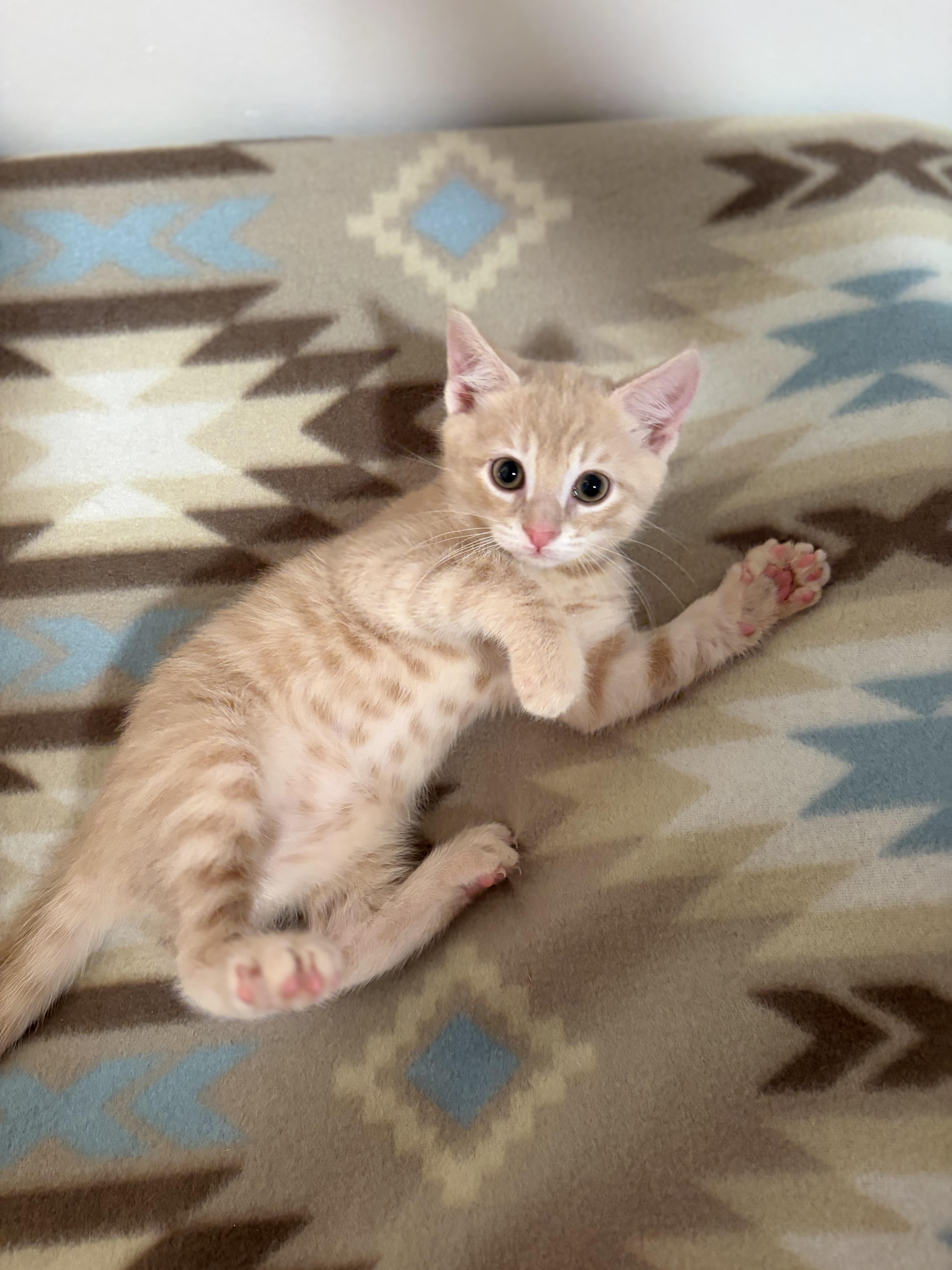 Enlarge Cheddar, a Adoptable Domestic Short Hair in Mechanicsburg, PA image 3/5