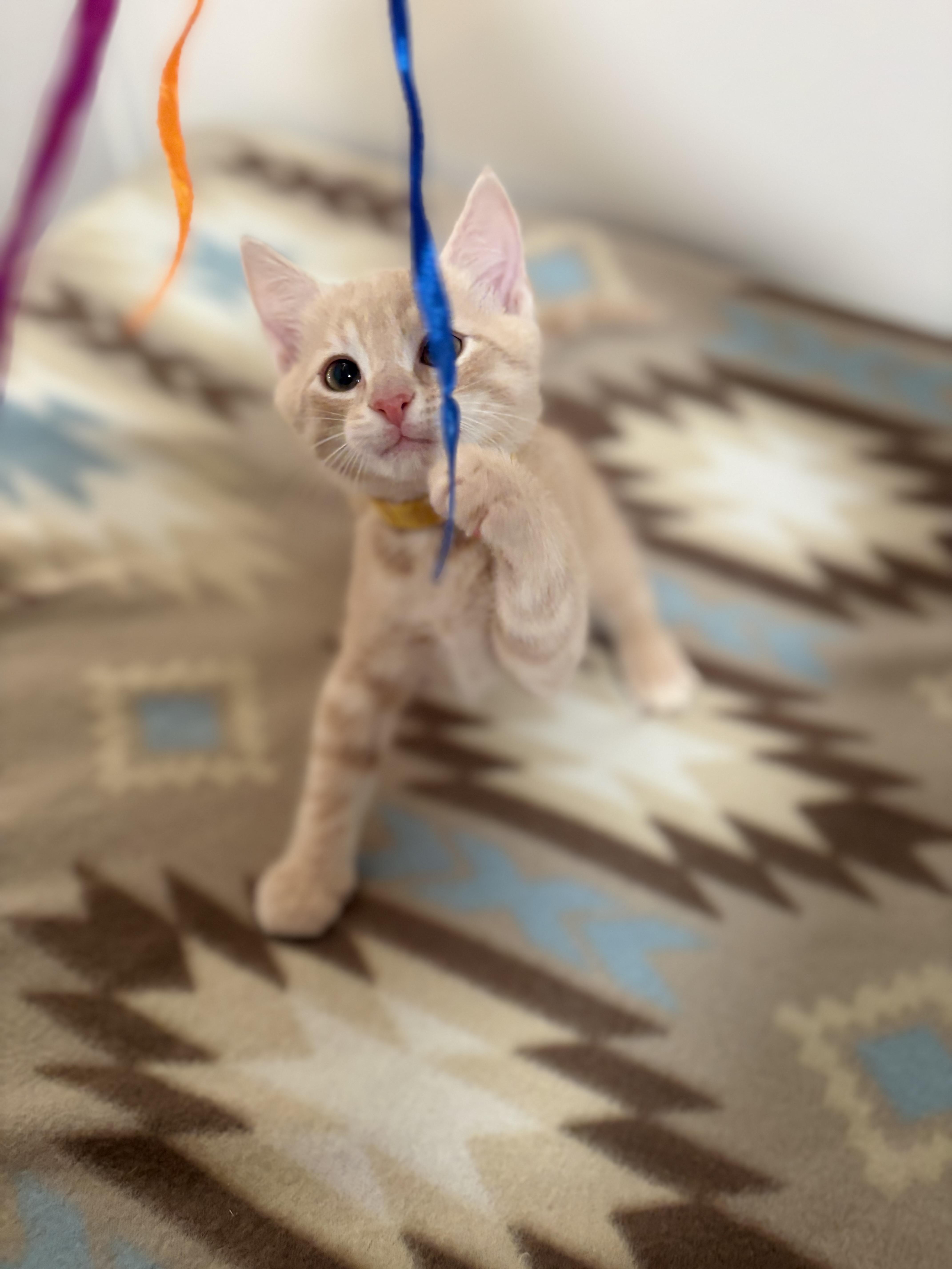 Enlarge Cheddar, a Adoptable Domestic Short Hair in Mechanicsburg, PA image 4/5
