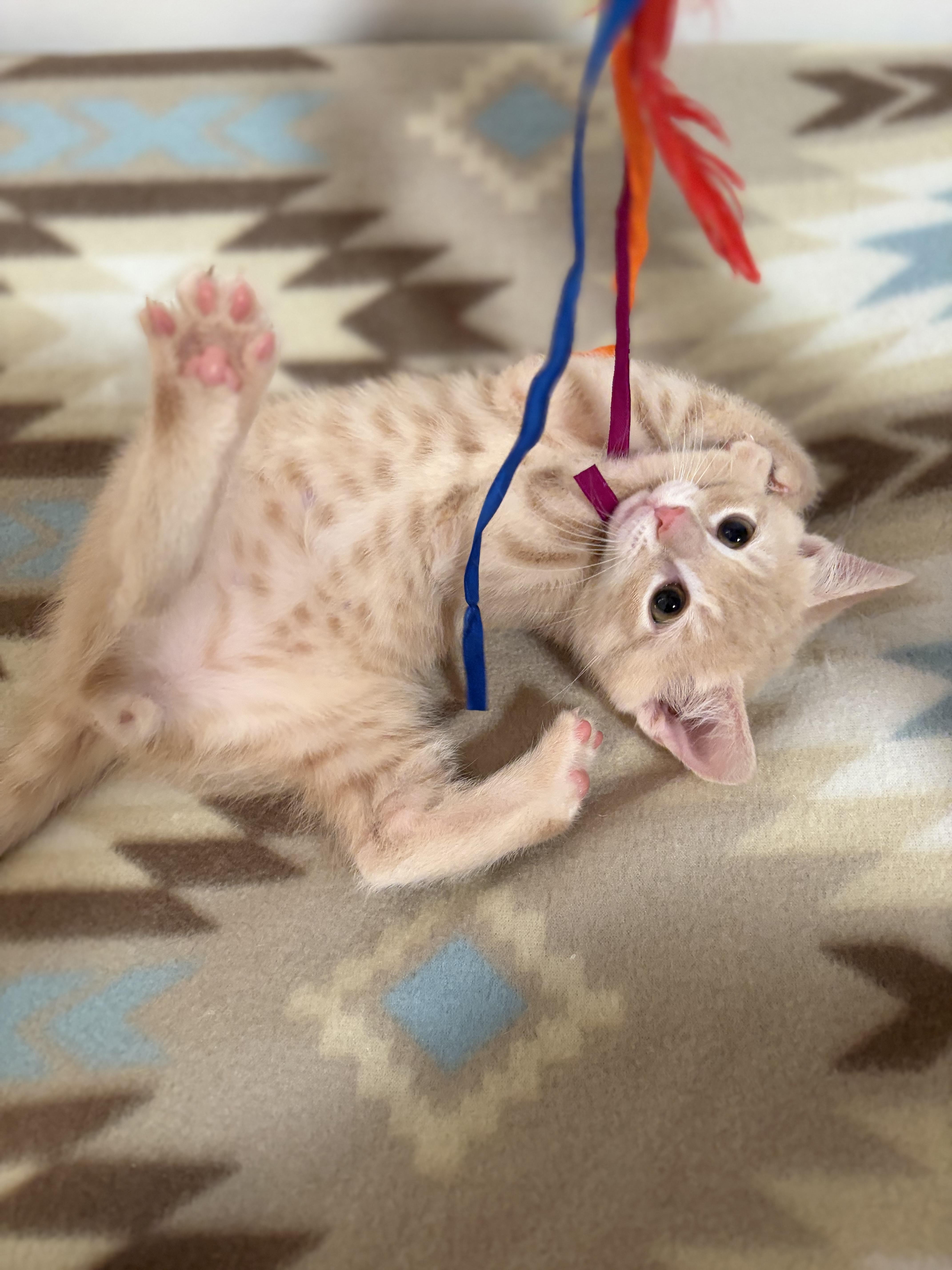 Enlarge Cheddar, a Adoptable Domestic Short Hair in Mechanicsburg, PA image 5/5