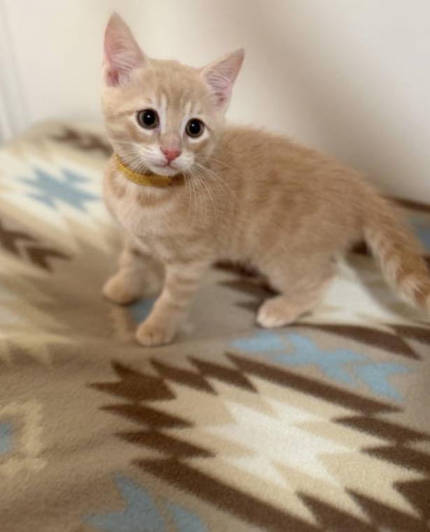 Enlarge Cheddar, a Adoptable Domestic Short Hair in Mechanicsburg, PA image 2/5