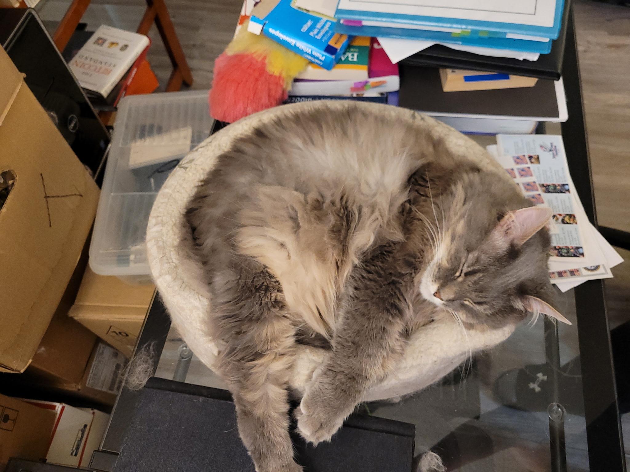 Enlarge Muffin AKA Woody, an adoptable Domestic Long Hair in Fairfax, VA image 3/6