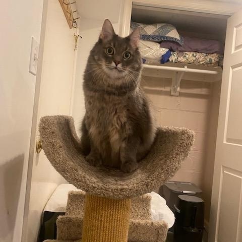 Enlarge Muffin AKA Woody, an adoptable Domestic Long Hair in Fairfax, VA image 6/6