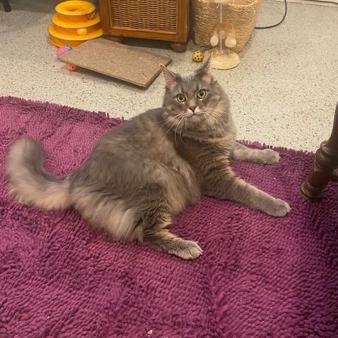 Enlarge Muffin AKA Woody, an adoptable Domestic Long Hair in Fairfax, VA image 4/6