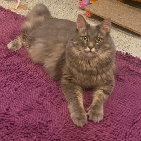 Enlarge Muffin AKA Woody, an adoptable Domestic Long Hair in Fairfax, VA image 2/6