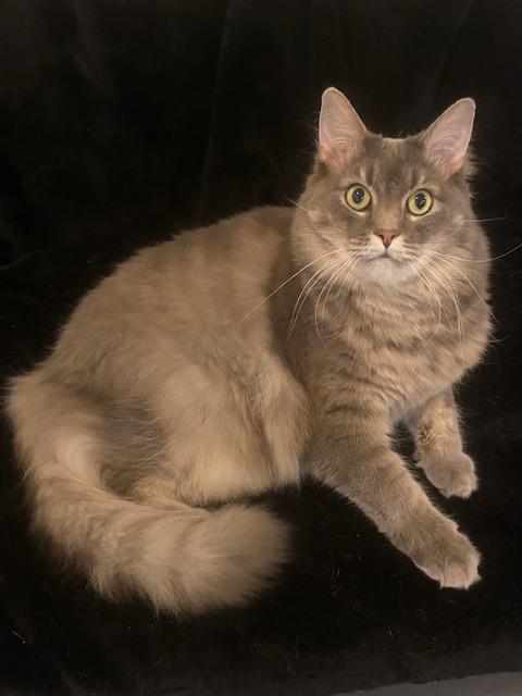 Muffin AKA Woody, adoptable, Adult Male Domestic Long Hair.