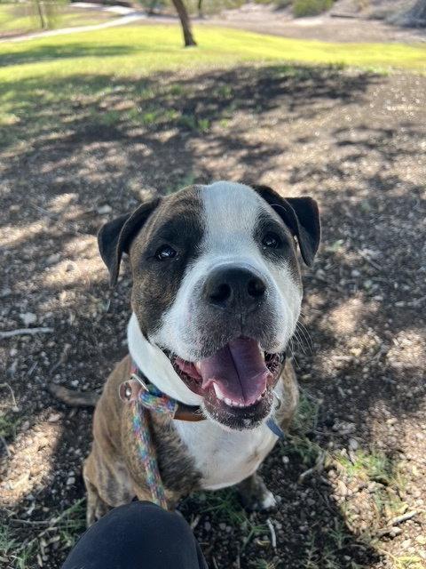 Bobby (Courtesy post), Adoptable, Young Male American Bulldog & American Staffordshire Terrier.