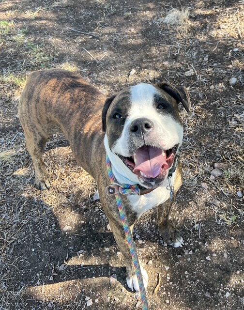 Enlarge Bobby (Courtesy post), a Adoptable mixed breed in Phoenix, AZ image 2/3