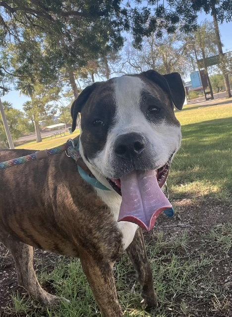 Enlarge Bobby (Courtesy post), a Adoptable mixed breed in Phoenix, AZ image 3/3
