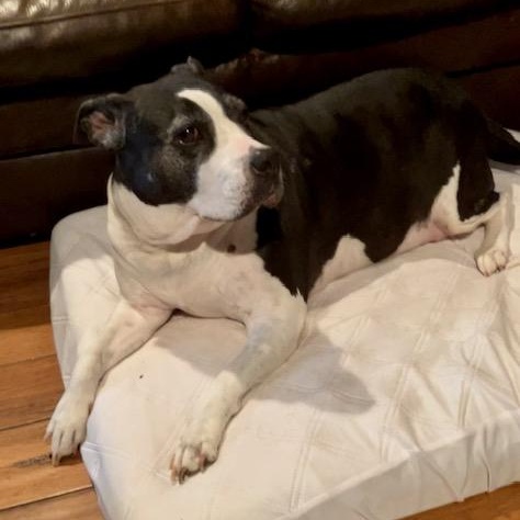 Loveable Lila, a Senior Sweetheart! — thumbnail 2